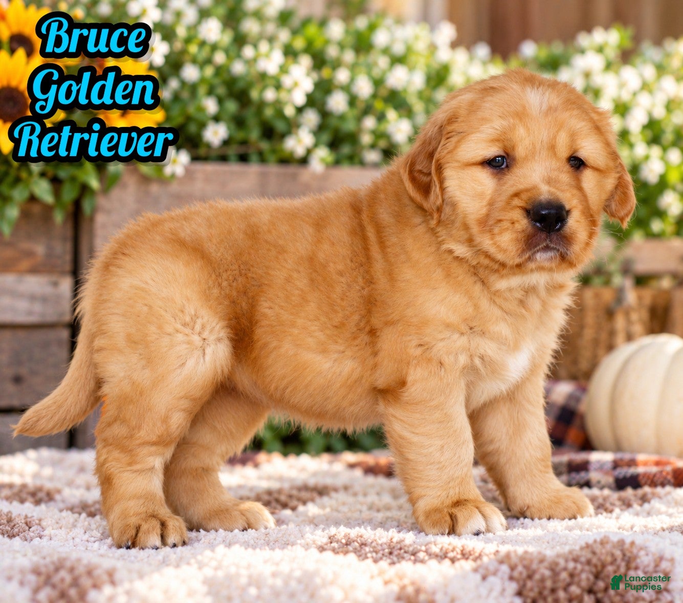 Golden Retriever dogs for sale: Bruce Male AKC Golden Retriever - Ad 1