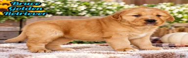 Bruce Male AKC Golden Retriever