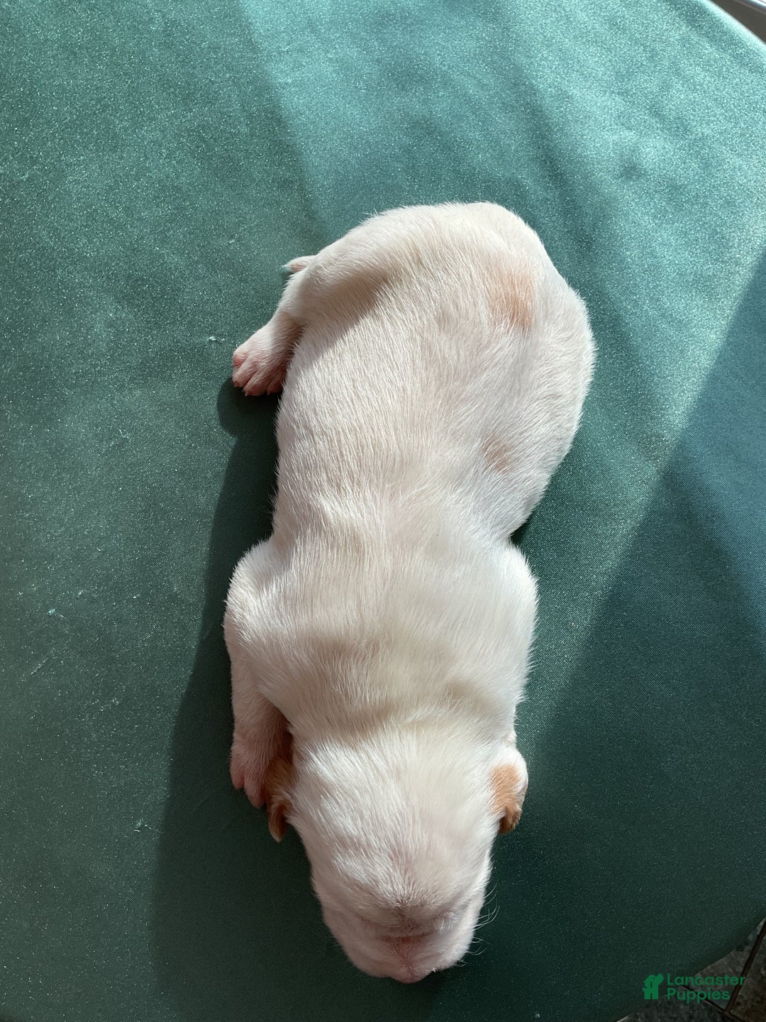 Mixed Breed dogs for sale:  Bernice - Ad 4