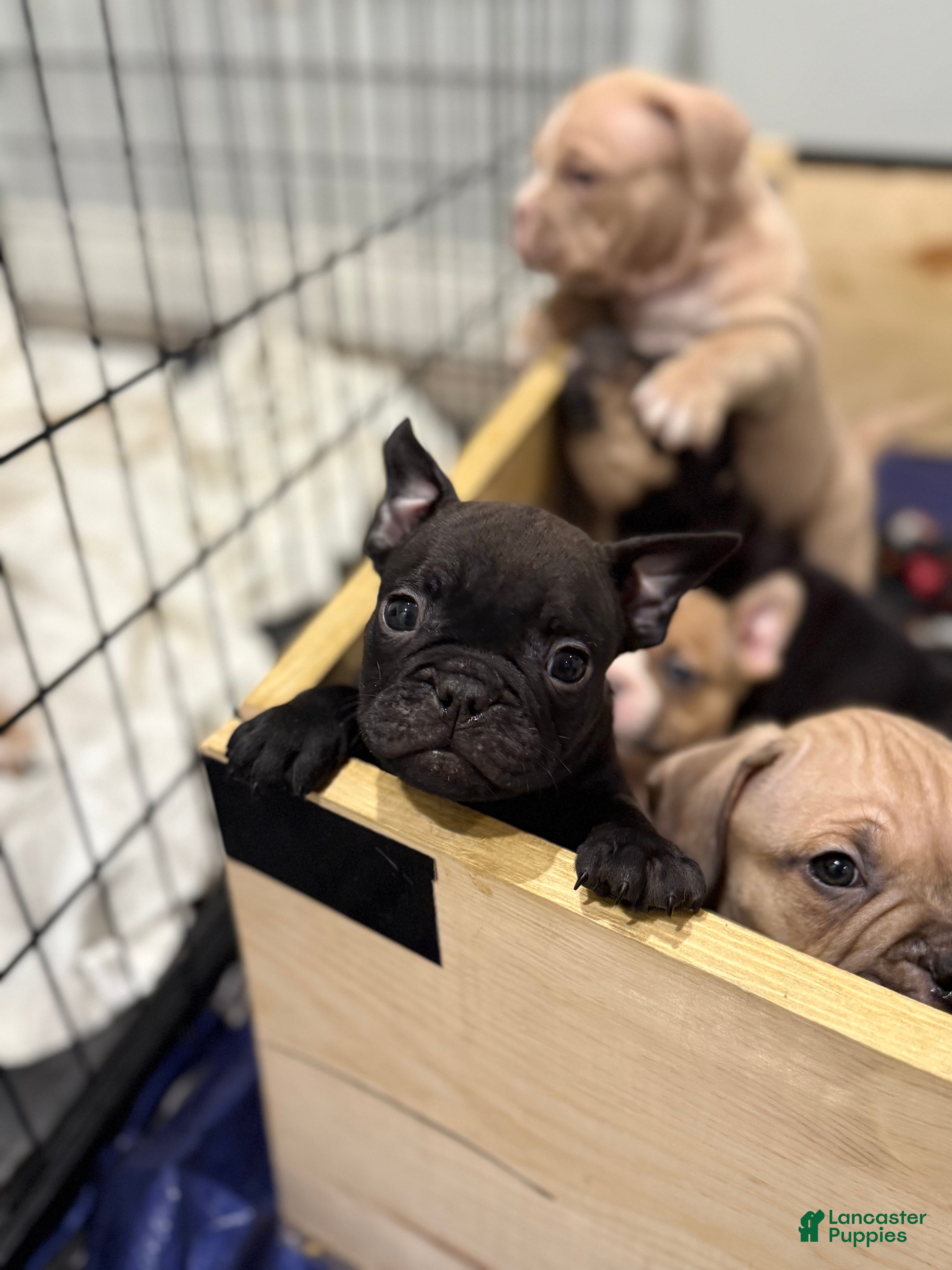 American Bully dogs American Bully Puppy 1 - Ad 38