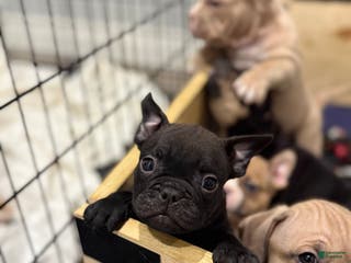 American Bully dogs American Bully Puppy 1 - Ad 39