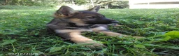German Shepherd dogs for sale: Risa - Ad 3