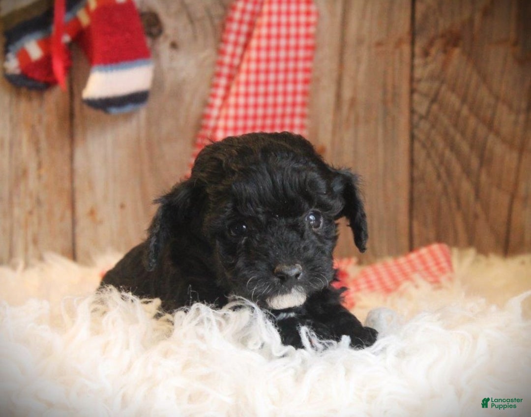 Cavapoo dogs for sale: Tiny Turbo - Ad 1