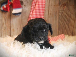 Cavapoo dogs Tiny Turbo - Ad 40