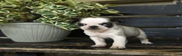 Pug dogs for sale: Fudge - Ad 3
