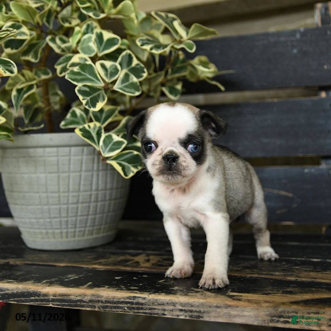 Pug dogs for sale: Fudge - Ad 3