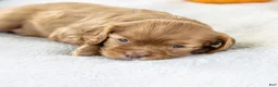Cavalier King Charles Spaniel dogs for sale: Cinnamon - Ad 4