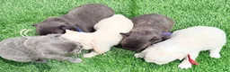 French Bulldog dogs for sale: Mary - Ad 28