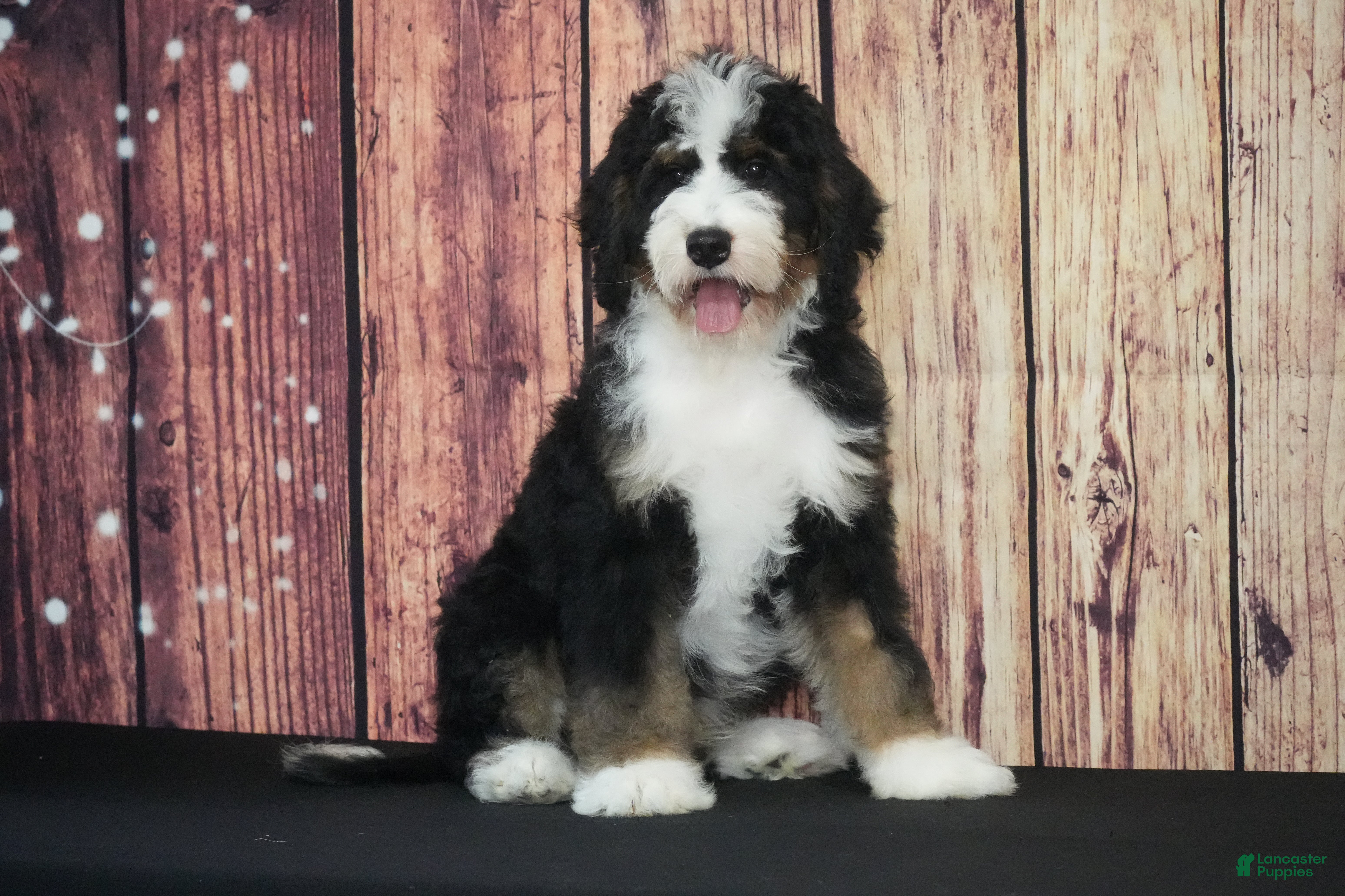 Bernedoodle dogs Bernedoodle Puppy 2 - Ad 27