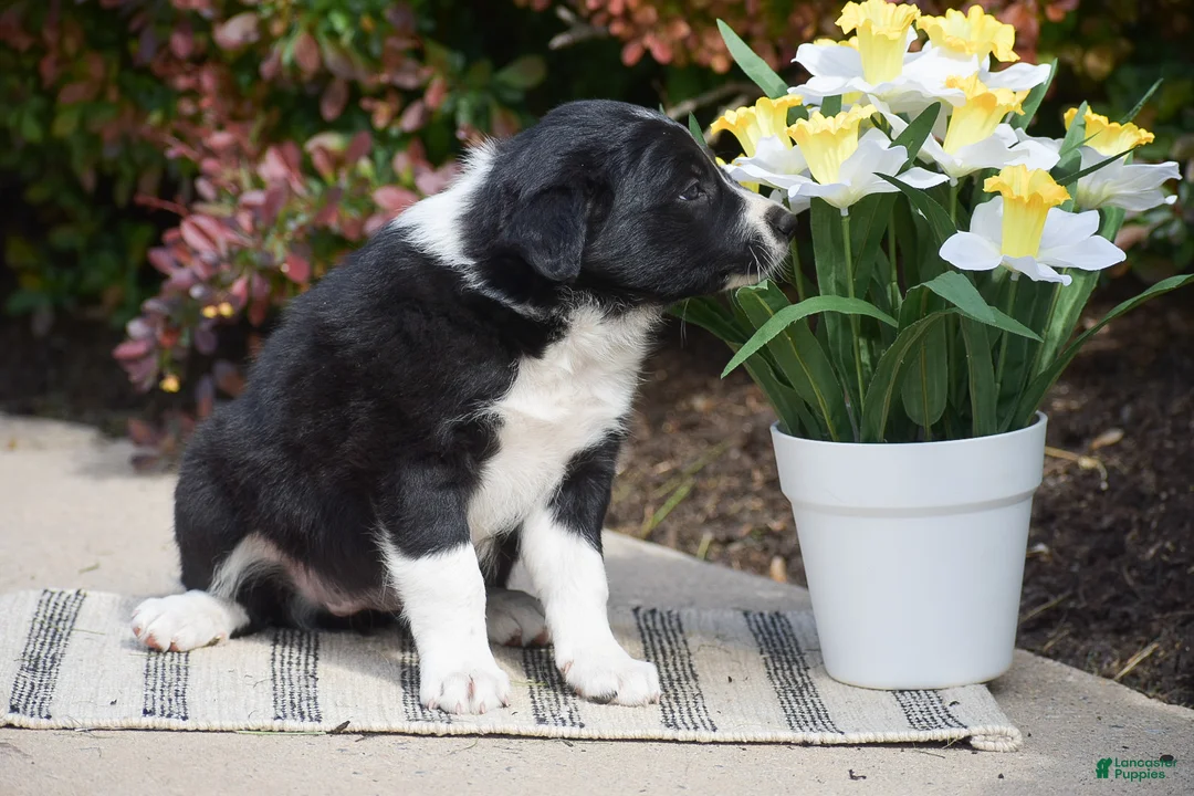Border Collie dogs for sale: Della - Ad 2
