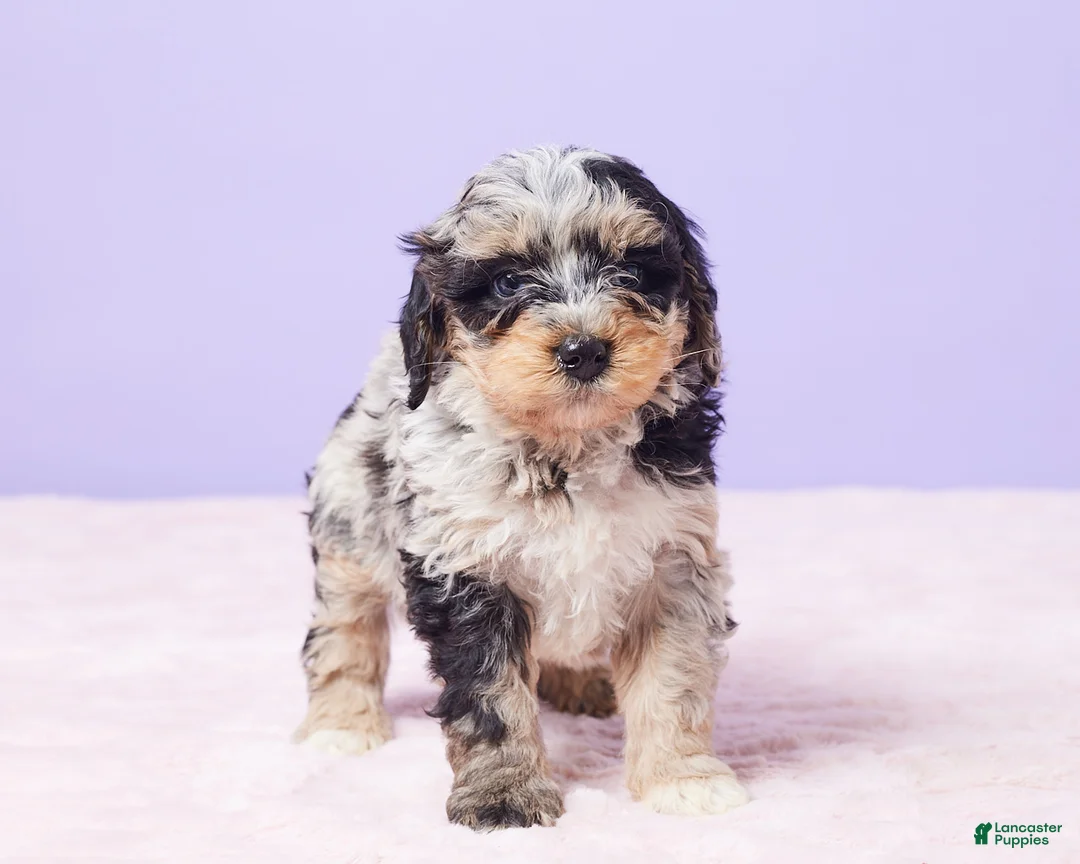 Mini Bernedoodle dogs for sale: Milo - Ad 6