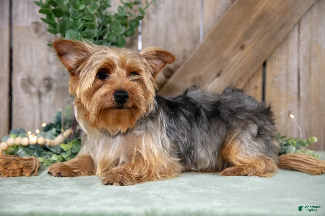 Yorkshire Terrier dogs for sale: Kenji - Ad 4