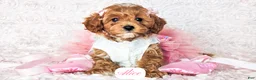 Cavapoo dogs for sale: Alice - Ad 10