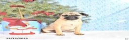 Pug dogs for sale: Goldie - Ad 5