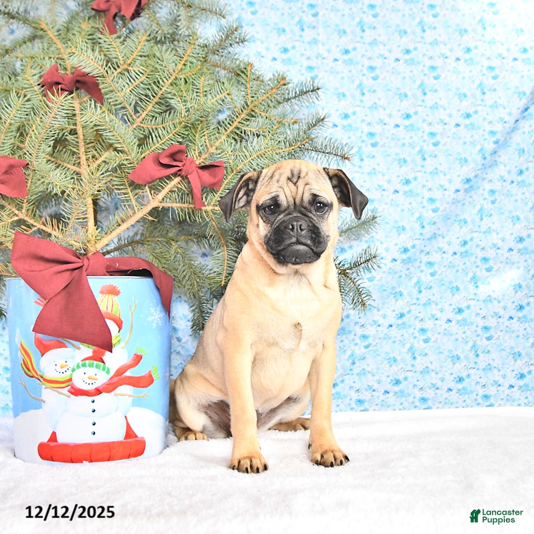 Pug dogs for sale: Goldie - Ad 5