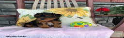 Yorkiepoo dogs for sale: Banjo - Ad 15
