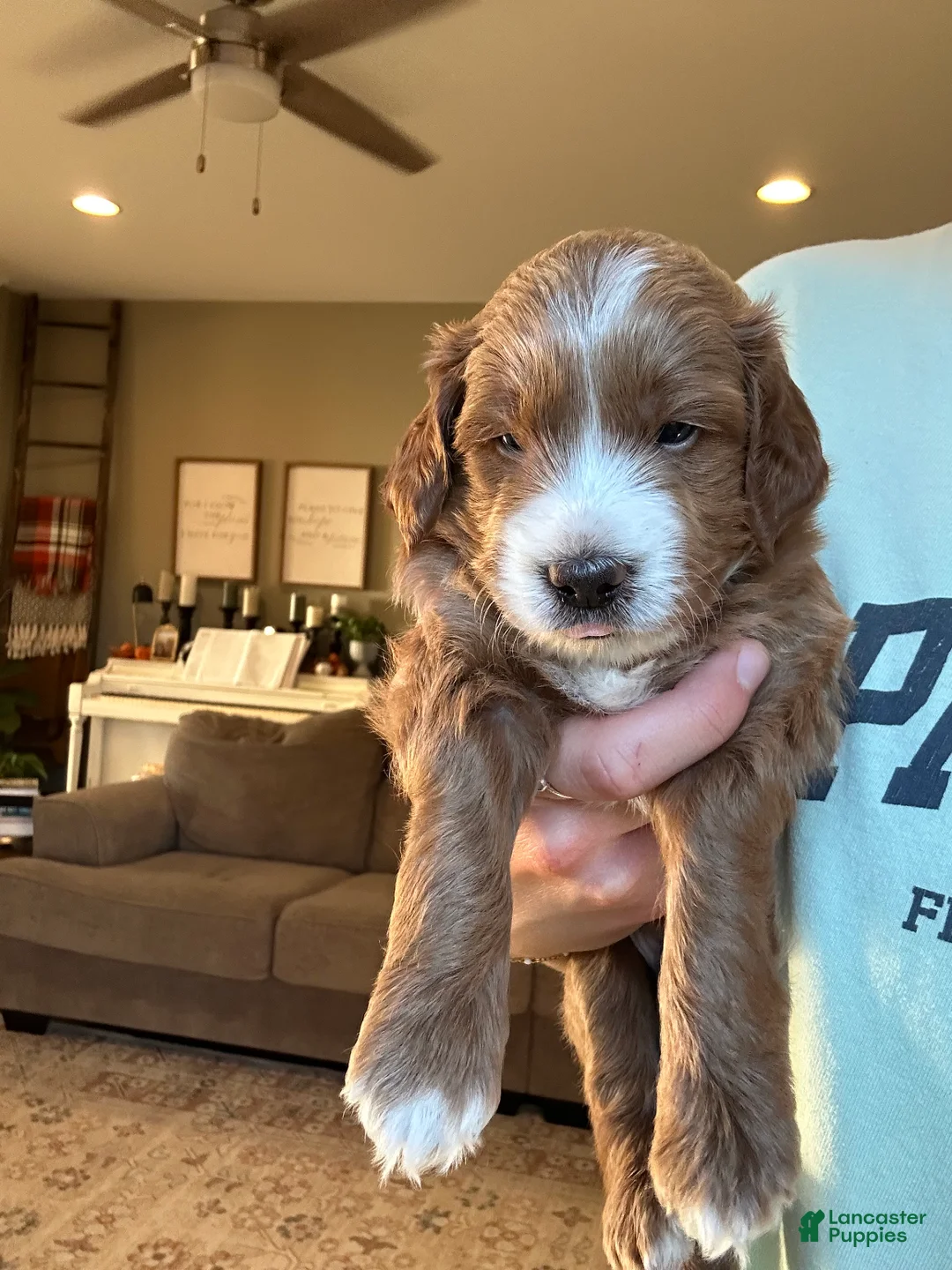 Mini Goldendoodle dogs for sale: Maverick - Ad 1