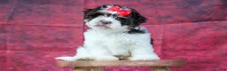 Teddy Bear dogs for sale:  Ollie Bear 💙 - Ad 23