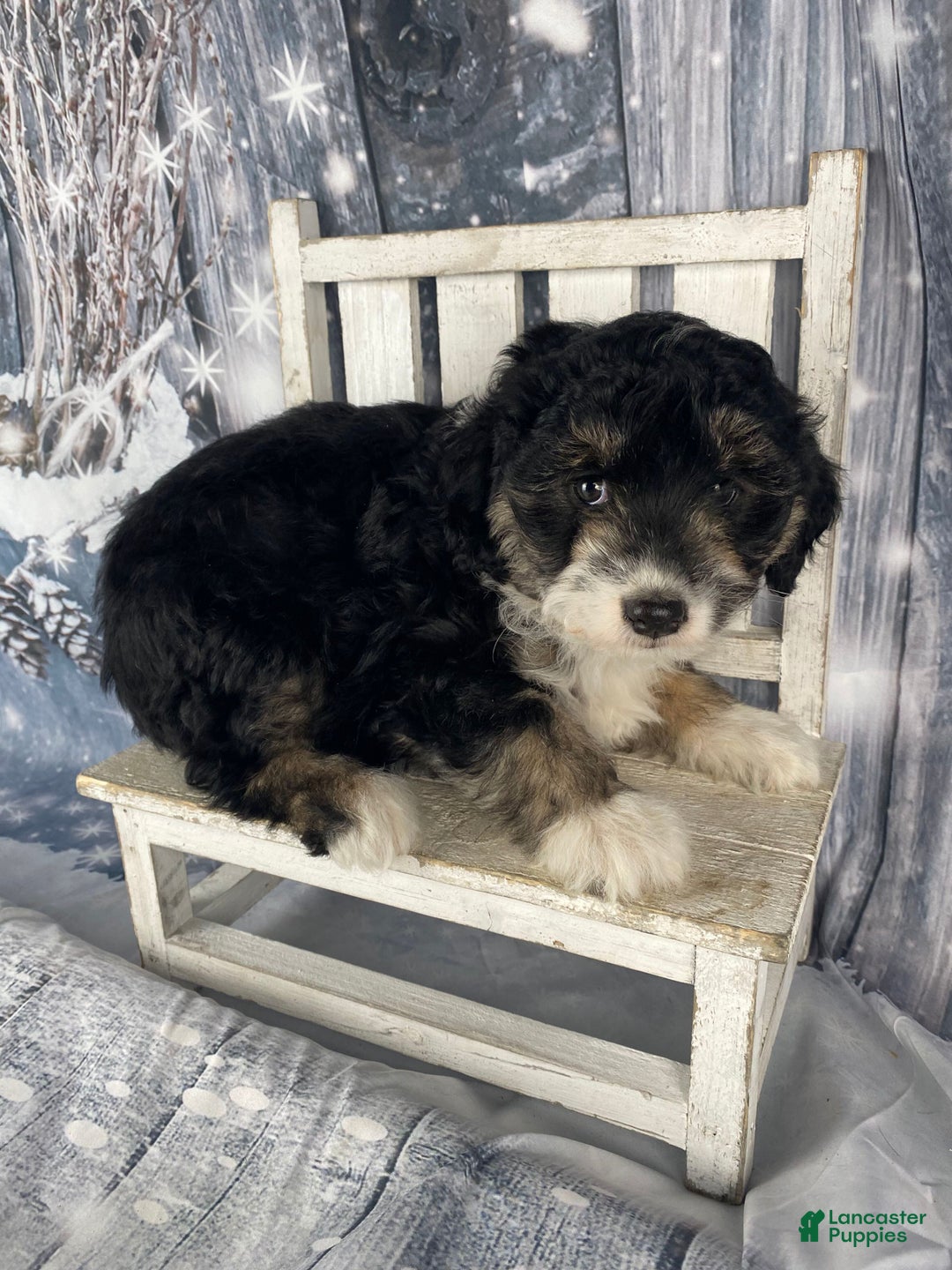 Aussiedoodle dogs for sale: Sara - Ad 9