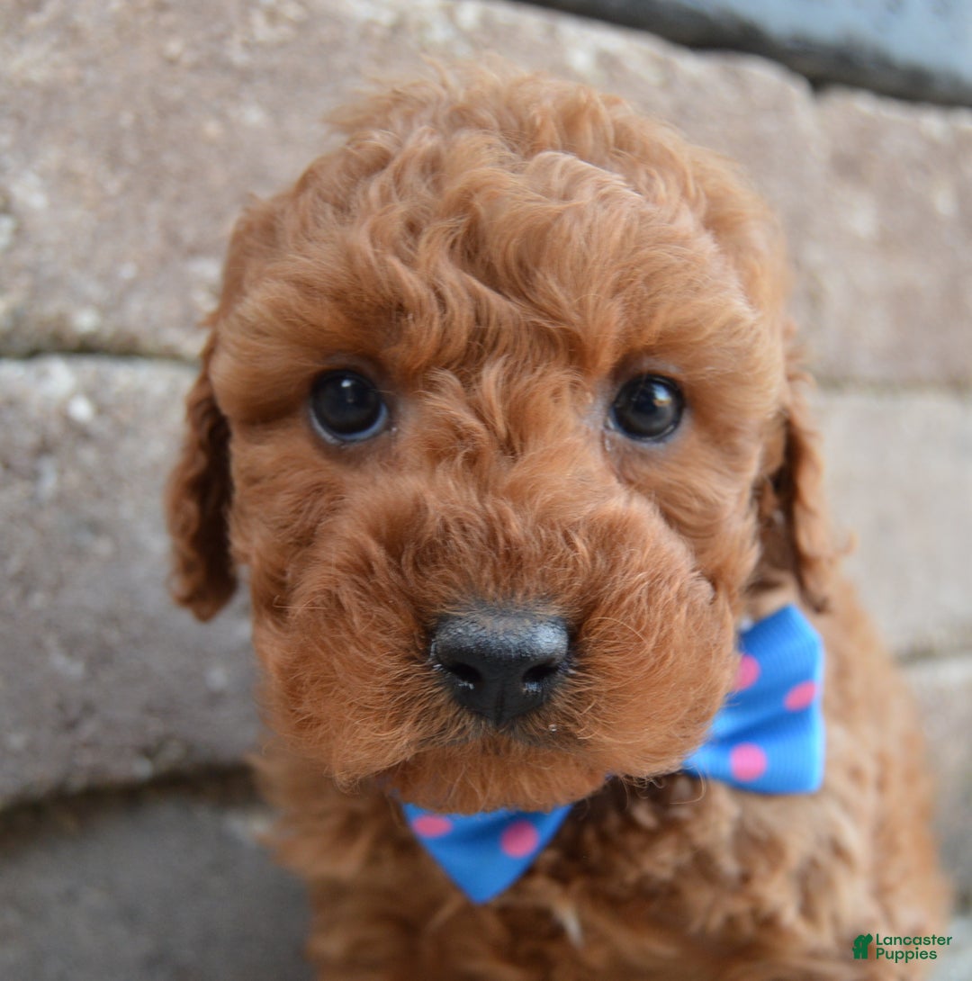 Cockapoo dogs for sale: Callie - Ad 8