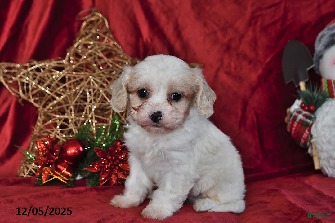 Cavachon dogs for sale: Dancer - Ad 1
