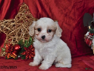 Cavachon dogs Dancer - Ad 17