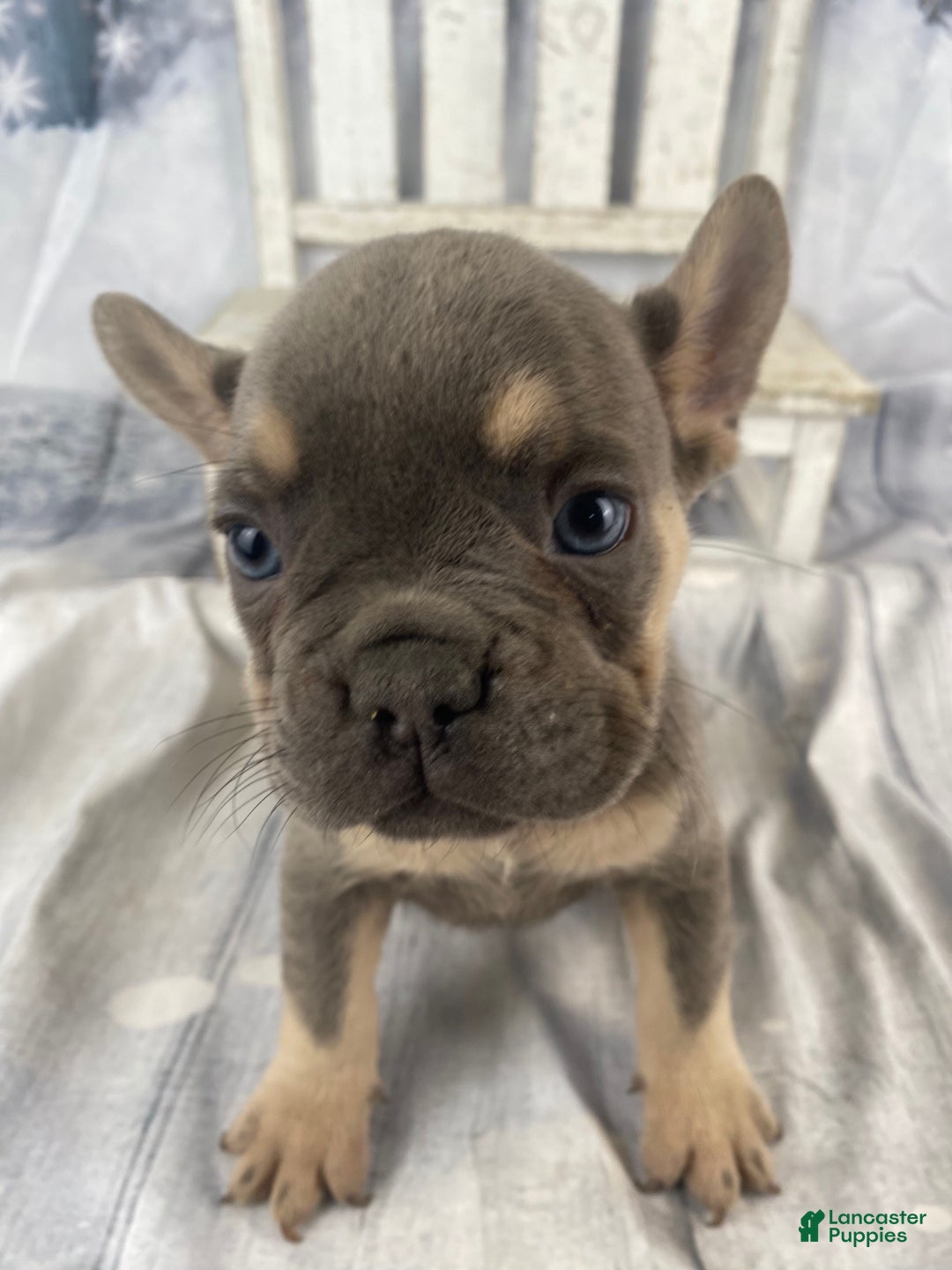 French Bulldog dogs for sale: Zoey - Ad 5