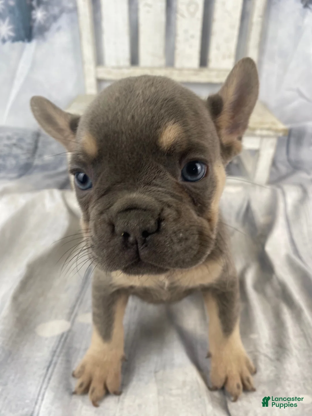 French Bulldog dogs for sale: Zoey - Ad 10