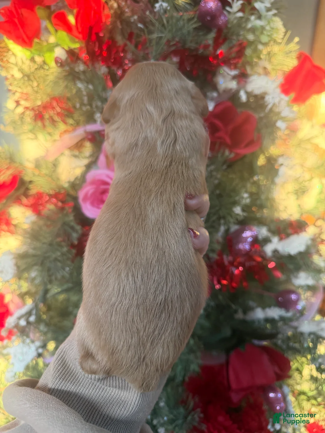 Cavachon dogs for sale: Cavachon Puppy 3 - Ad 2