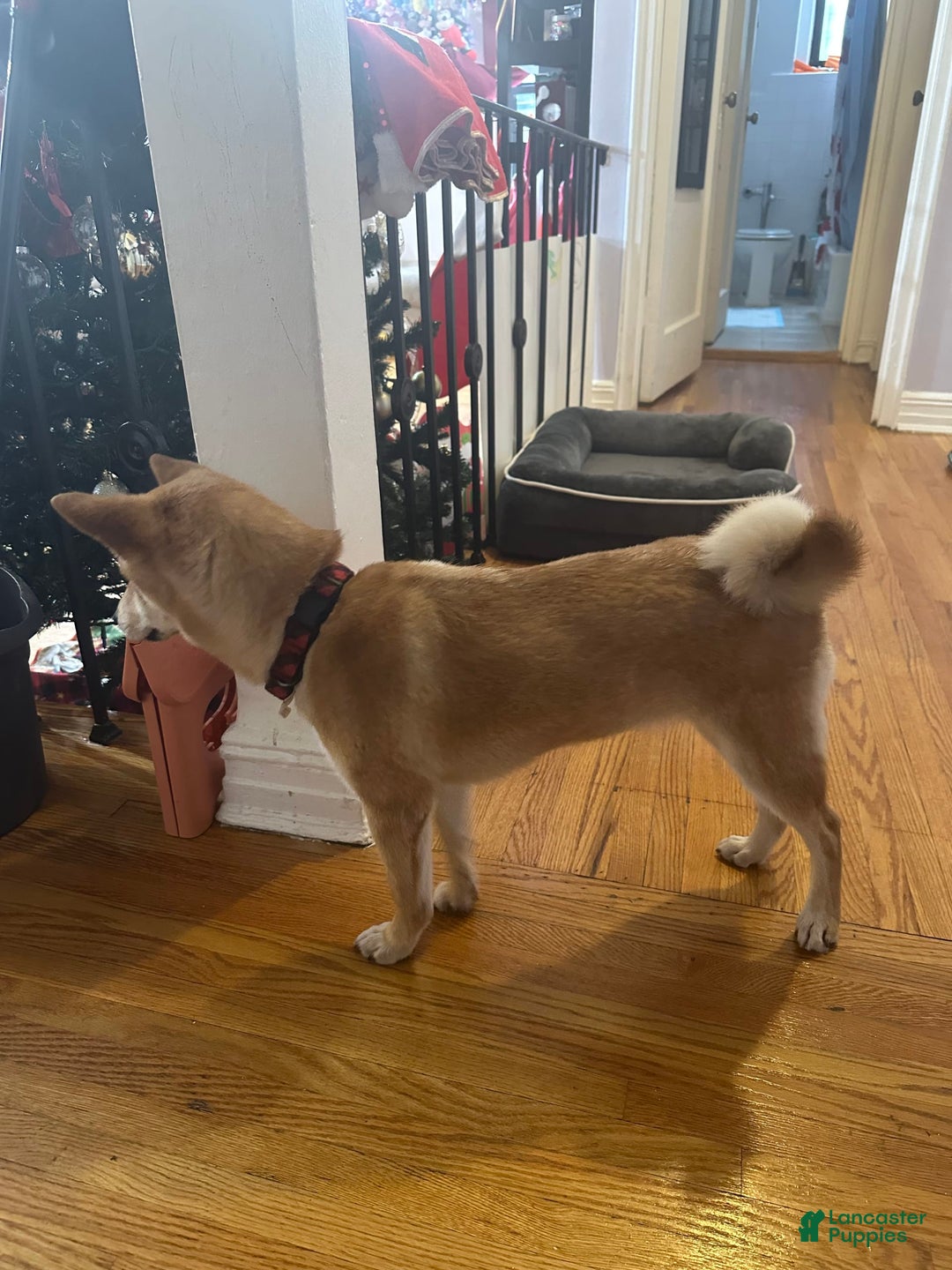 Gallery Image {{count}}