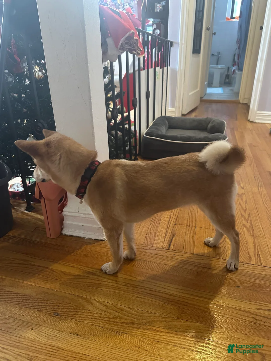 Gallery Image {{count}}