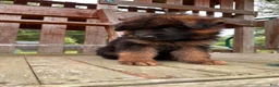 German Shepherd dogs for sale: Zeus - Ad 5