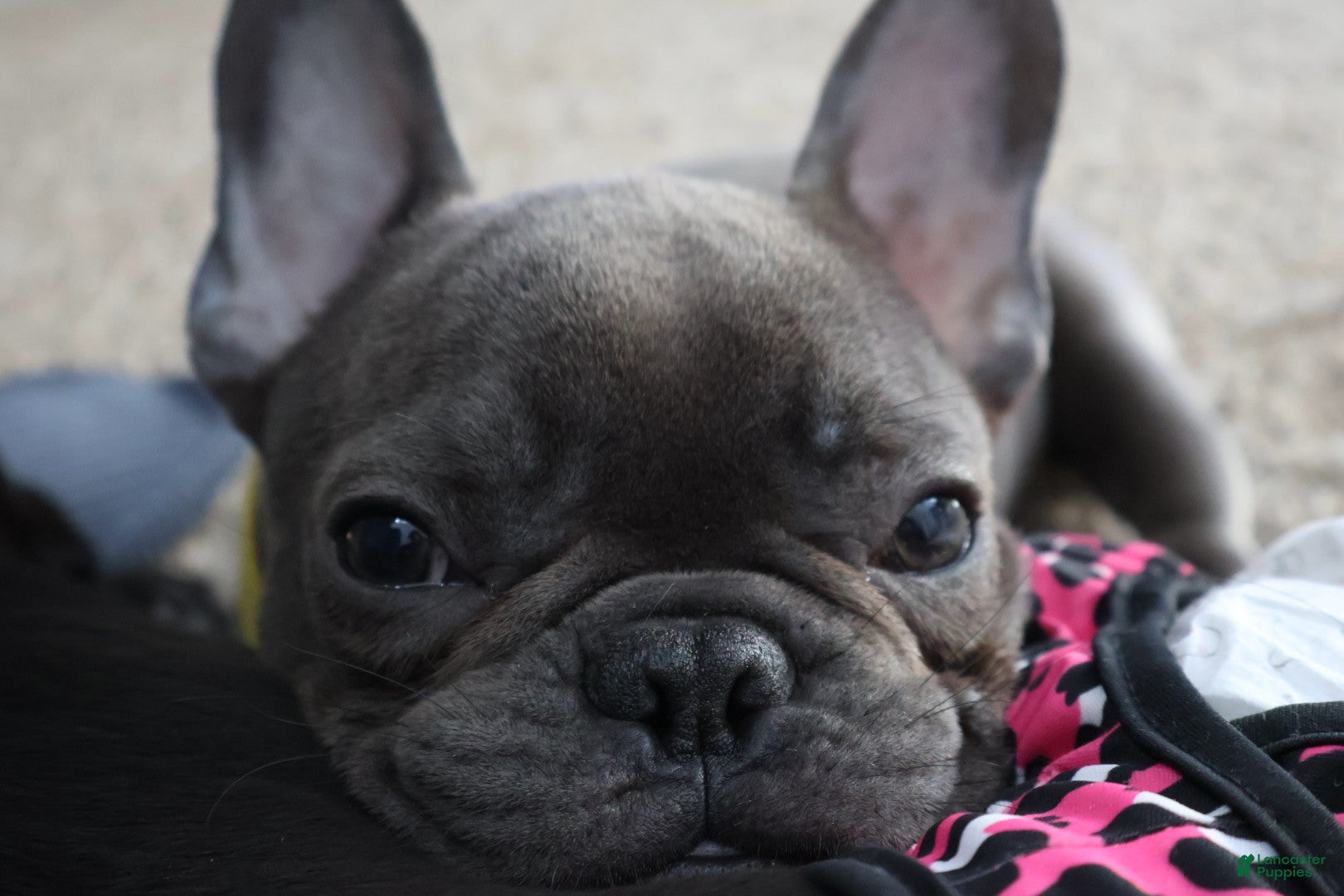 French Bulldog dogs Frenchie  - Ad 1