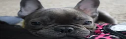 French Bulldog dogs for sale: Frenchie  - Ad 1