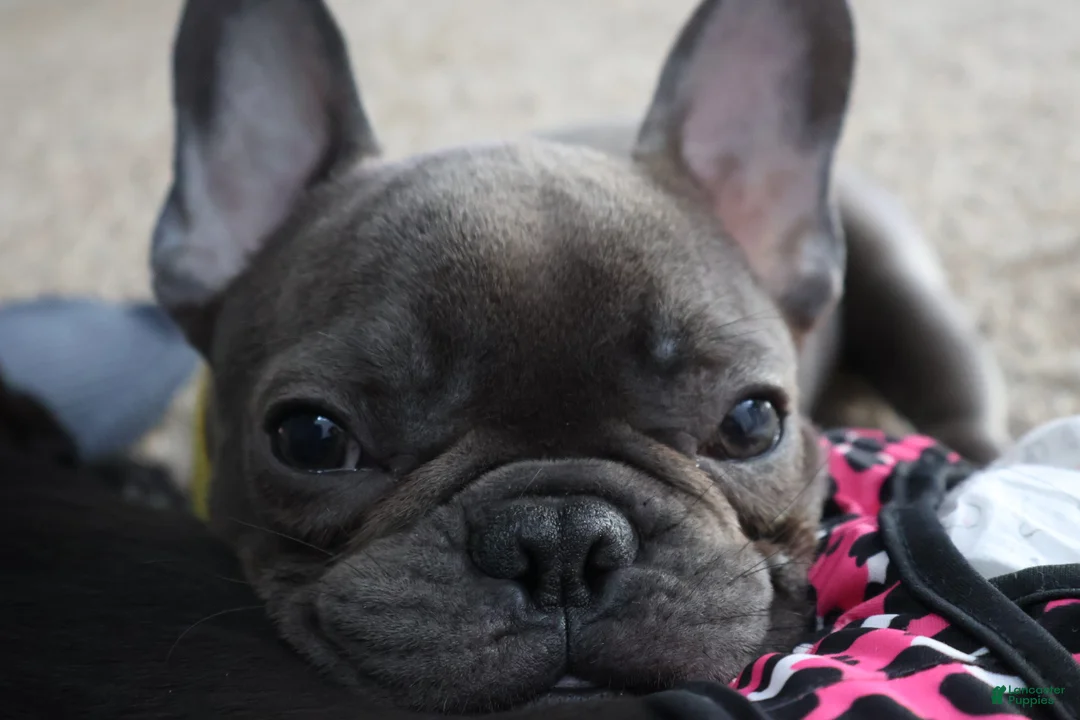 French Bulldog dogs for sale: Frenchie  - Ad 1