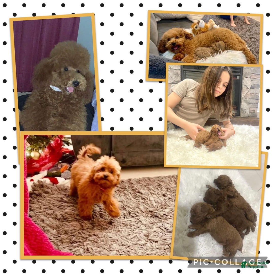 Labradoodle dogs for sale: Belle - Ad 5