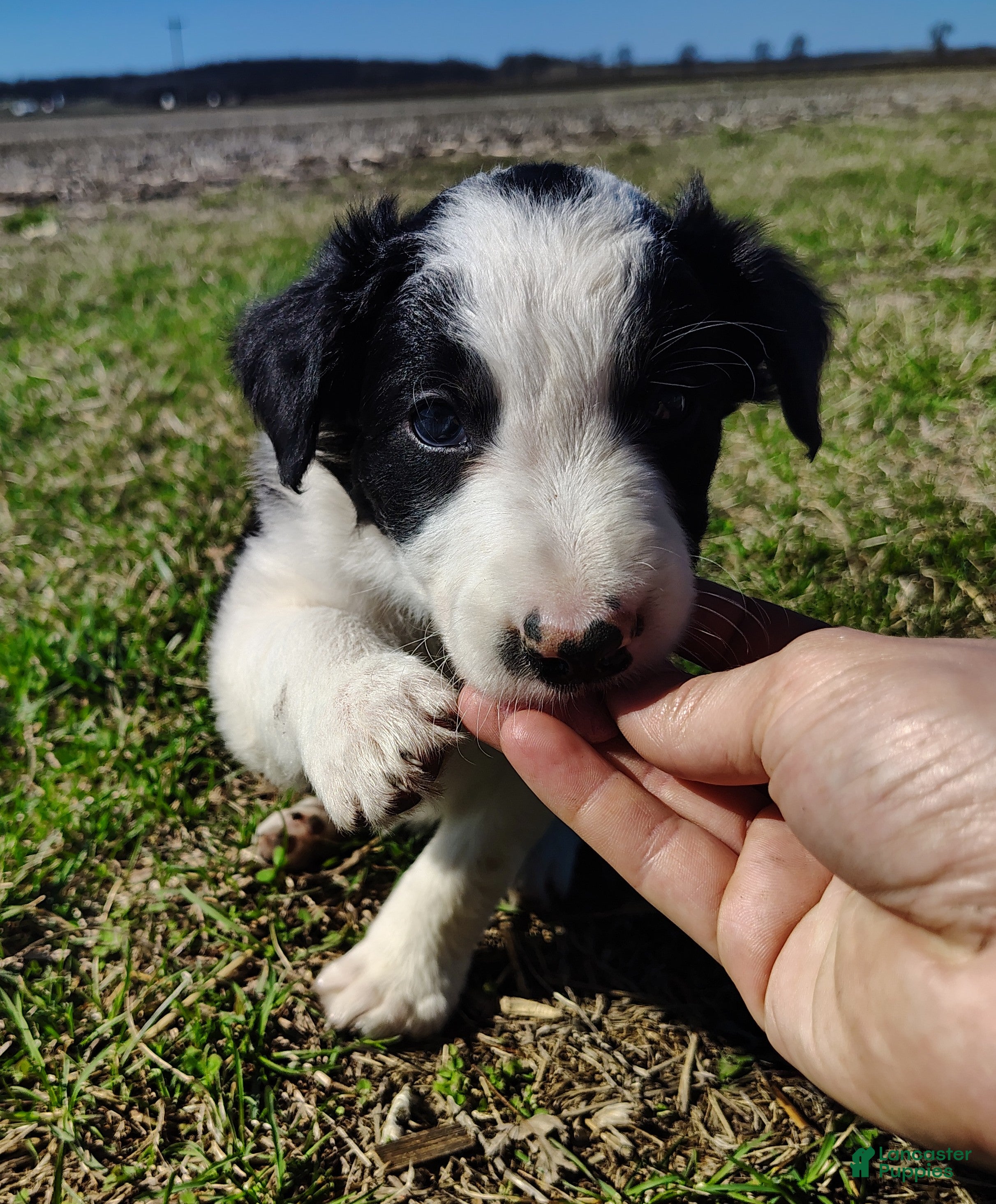 Border Collie dogs Chex - Ad 2