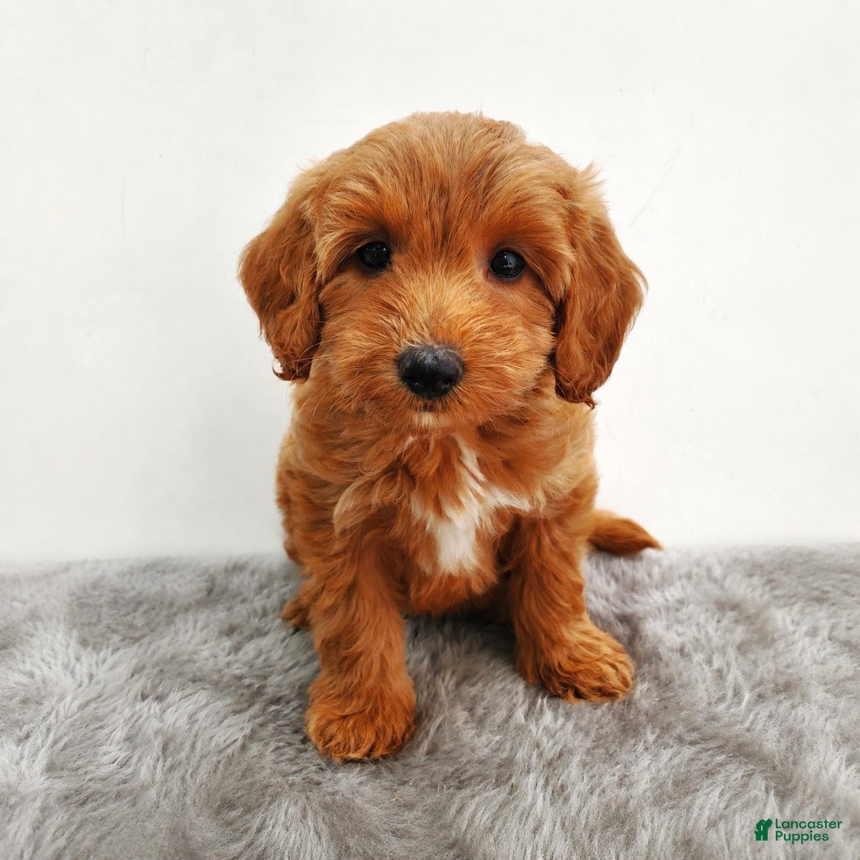 Mini Goldendoodle dogs Ginger - Ad 1