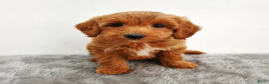 Ginger