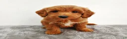 Mini Goldendoodle dogs for sale: Ginger - Ad 1