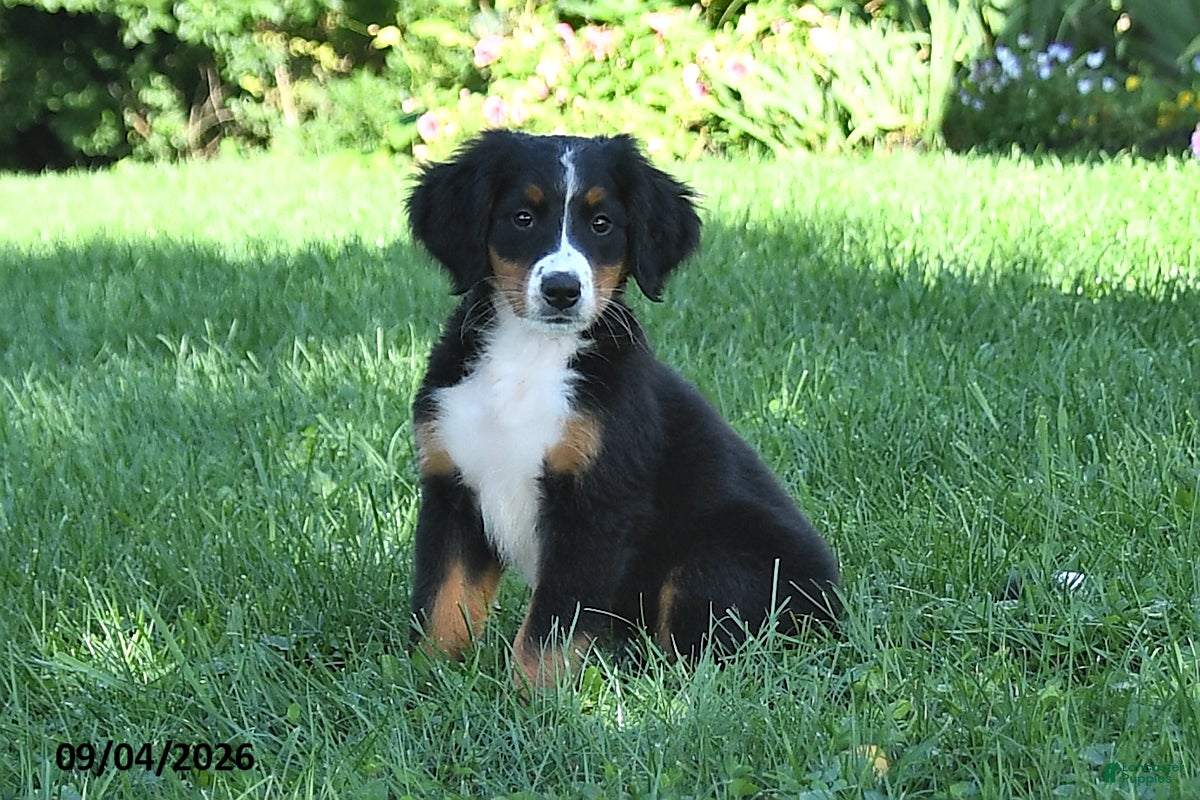 Bernese Mountain Dog dogs Kallia - Ad 1