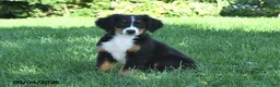 Bernese Mountain Dog dogs for sale: Kallia - Ad 6