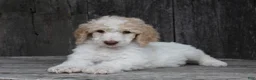 Standard Poodle dogs for sale: Pebble AKC Standard Poodle - Ad 17