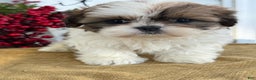 Shih Tzu dogs for sale: Poppy - Ad 13