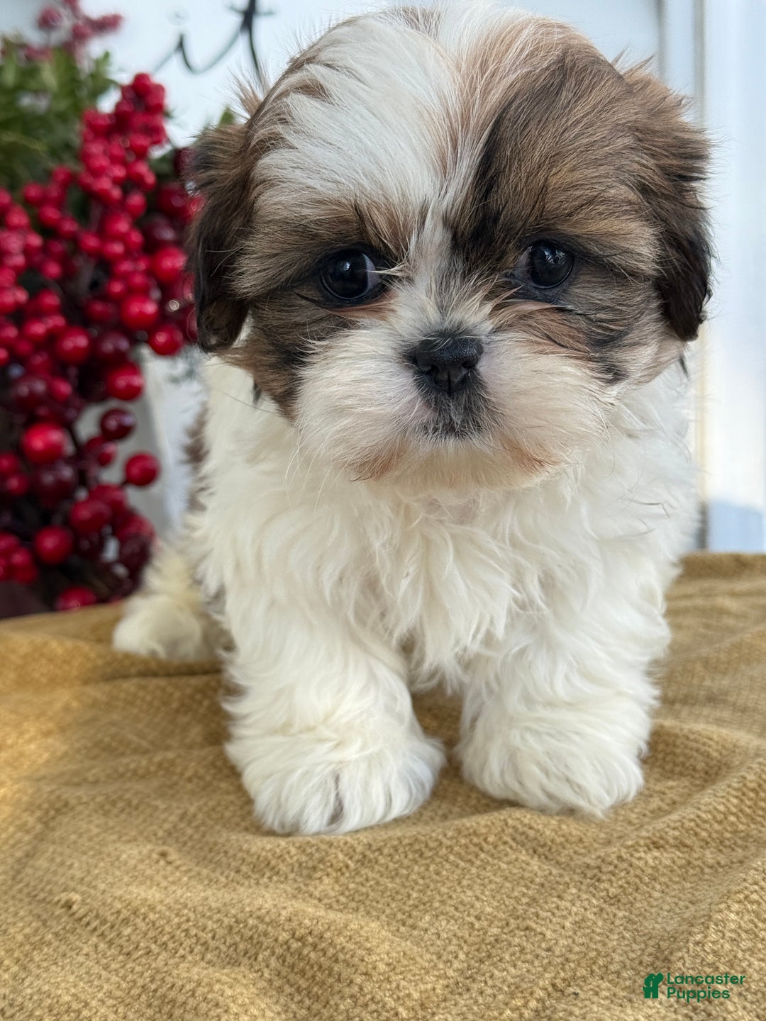 Shih Tzu dogs for sale: Poppy - Ad 13