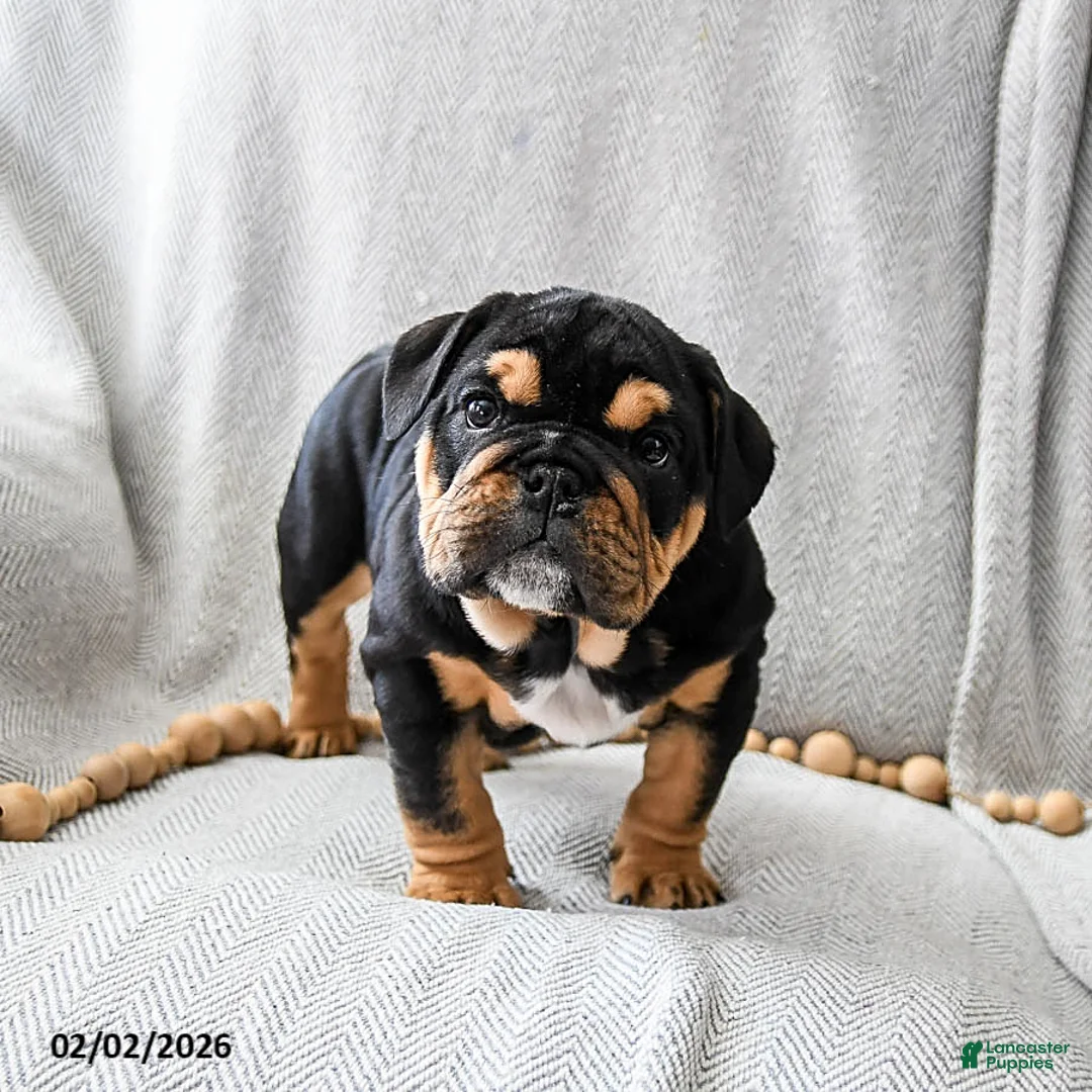 English Bulldog dogs for sale: Cookies N Cream - Ad 4