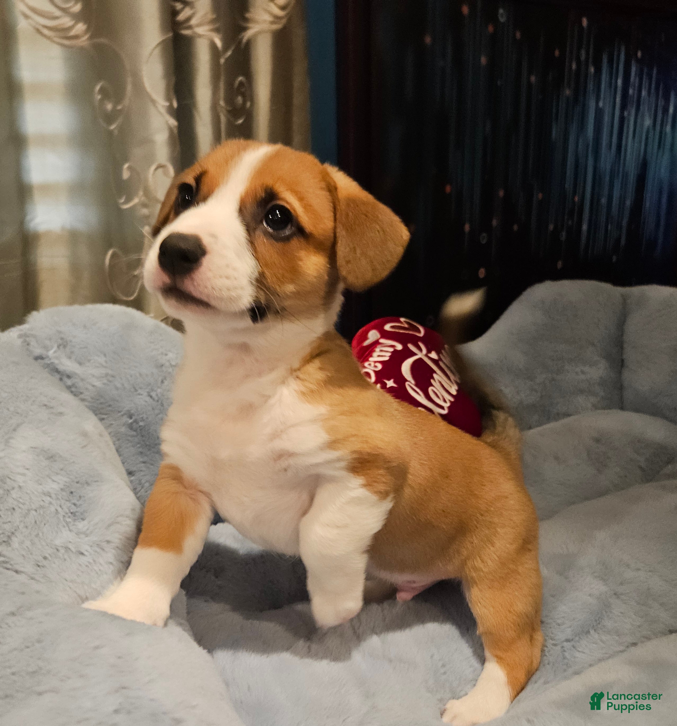 Mixed Breed dogs Indiana Jones - Ad 28