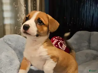 Mixed Breed dogs Indiana Jones - Ad 28