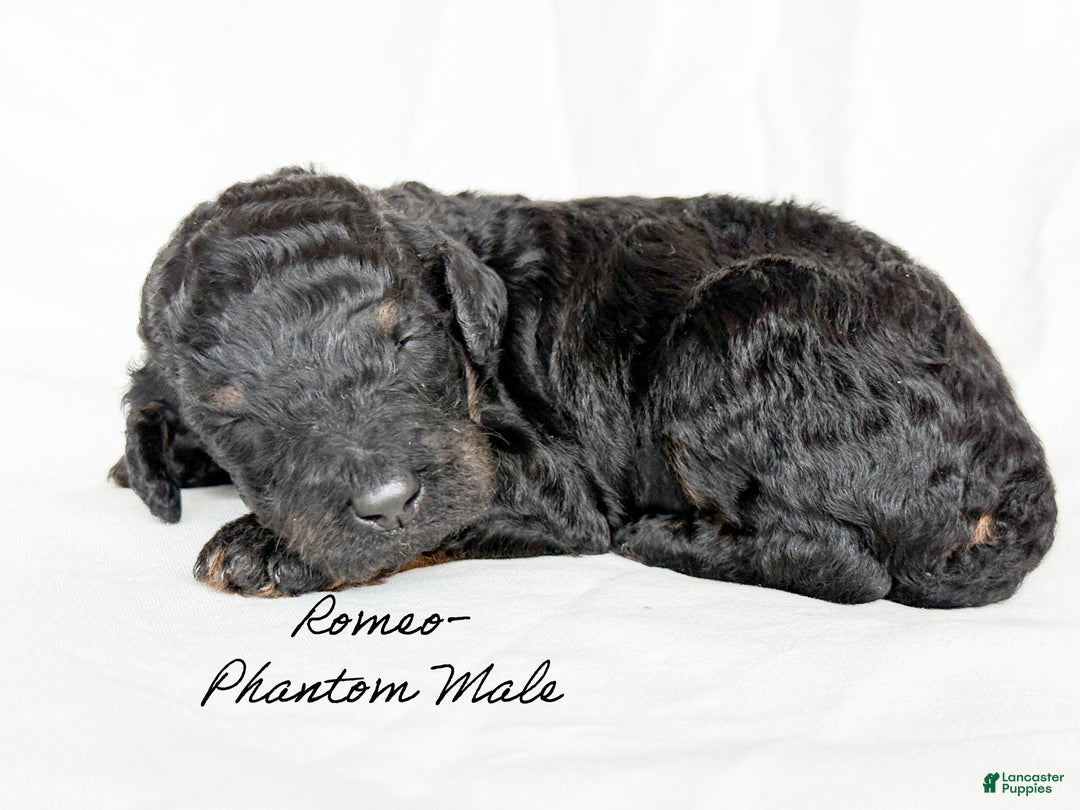 Standard Poodle dogs for sale: Romeo - Ad 2
