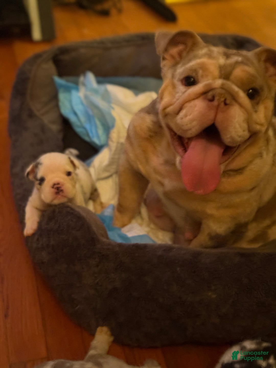 Gallery Image {{count}}